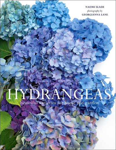 Hydrangeas: Beautiful Varieties